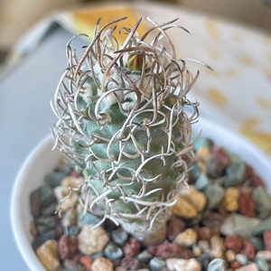 【黄龙丸仙人球】黄龙丸仙人球品牌,价格 - 阿里巴巴