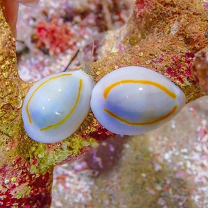 金环宝螺 海水食藻螺 工具螺 除红泥杂藻不吃珊瑚牛眼螺 角蝾