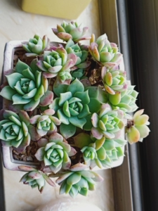 多肉植物翡翠塔