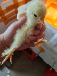 婆罗门鸡苗  出壳苗大量有货  脱温苗 各月龄鸡苗,全国可大