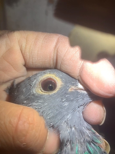 黑纱绿眼杨阿腾大青年绿眼鸟冠 参考母 21年鸽子套20环