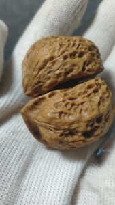 异形文玩核桃 蛇头 半壁江山 纸皮核桃