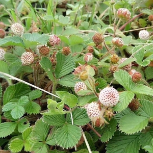 贵州野白草莓黄毛草莓白米泡儿苗包邮