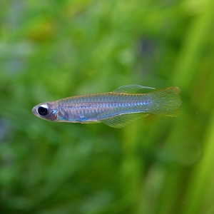 蓝眼灯鱼女王蓝灯热带群游鱼