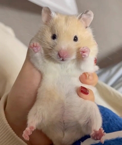 宠物店不开了金丝熊仓鼠活体幼崽小宠物布丁银狐紫仓三线虎纹米熊