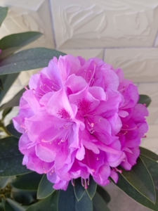 高山杜鹃凯特紫色大花球