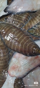 花塌鱼 舌头鱼 花板鱼 花手绢 海鲜包邮