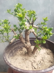 迎春花盆景    三台品种迎春花,迎春品种里唯一开三层花瓣的