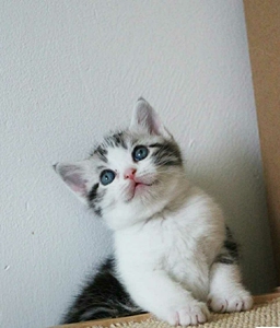 美短加白虎斑猫