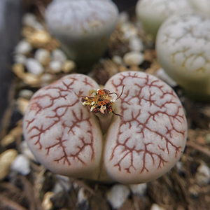 粉体 德系261 德系红纹c261 荒玉 种子 生石花