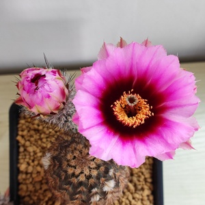 实生折墨虾仙人球