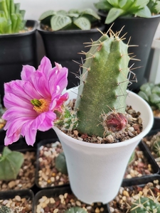 宇宙殿仙人球 鹿角柱属 4厘米 高7厘米 可带盆 单棵邮费自