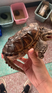 原种北美原种佛鳄原种杂佛佛鳄龟北美鳄龟杂佛鳄龟背甲蛋甲甲型看