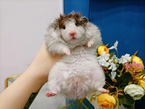 长毛卷毛黑波利纹眼线款成年种公金丝熊包子脸仓鼠