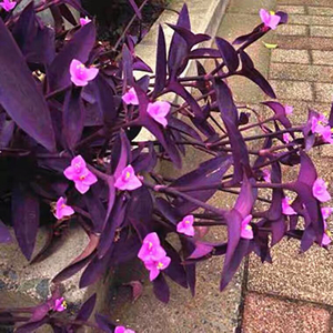 室外室内花卉绿植盆栽紫色吊兰紫竹梅紫罗兰喜光好养植物鸭芷草