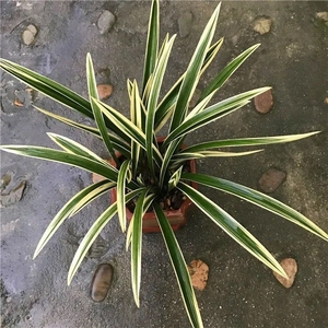 墨兰日向浓香型兰花黄金日向精品名贵兰花苗金边叶艺室内花卉盆栽