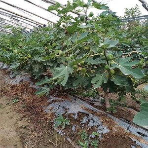 特价大无花果树苗波姬红无花果树果苗南北方盆栽地栽种植无花果苗