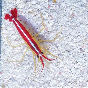 斯里兰卡医生虾尺寸4 海水观赏虾珊瑚虾无病无毒无需检疫养定.