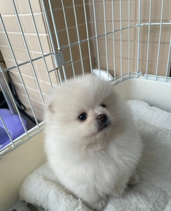 博美标体幼犬宠物狗自家繁殖小体茶杯家养纯种活的小狗长不大