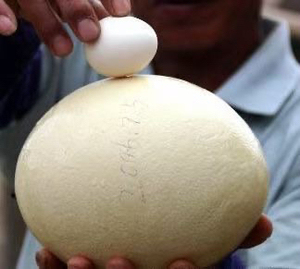 非洲鸵鸟蛋种蛋,可孵化.