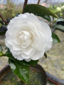 茶花天鹅湖