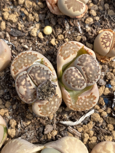 菊纹章母本双头带种夹生石花屁股多肉植物