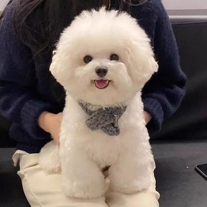 自家繁育的纯种比熊幼犬活体法国卷毛比熊犬小型家养宠物狗狗便宜