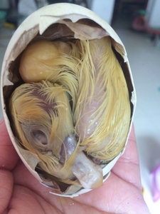 生鹅毛蛋鹅喜蛋胎鹅蛋毛蛋活珠子鹅胚蛋毛鹅蛋一件20只包邮