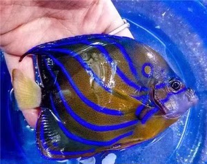 白尾蓝环神仙鱼   好看  幼鱼时期的蓝环神仙,体色深棕色并