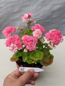 天竺葵   重彩安