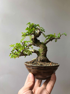 日本胡椒木矮霸老桩造型各异,价格略有不同,请咨询客服!都是多