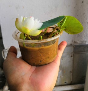 微型碗莲迷你荷花种藕水培盆景 如玉1号