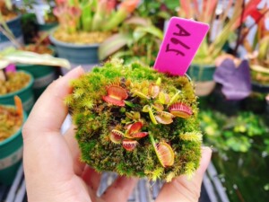 拍卖 实物图a65号 红手指捕蝇草          适合造