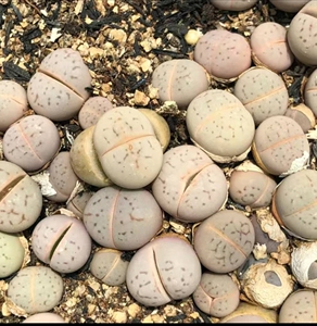 新店开业,生石花灵耀玉(大白)1.2厘米以上1.5一颗十颗起