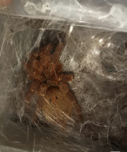 wq61887淘宝新手巴伊亚猩红3厘米宠物蜘蛛巴西所罗门火红粗壮l属