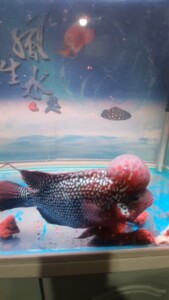 转让自家养的爆头幻彩金花罗汉鱼,鱼龄半年多身长25厘米左右
