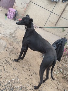 灵缇犬,格力犬,惠比特犬,格惠犬,全活,黑白通用,大小活都有