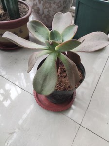 【镜狮子法师】镜狮子法师品牌,价格 - 阿里巴巴