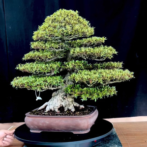 晃山日本进口大品好皋月杜鹃,一木灌顶无伤无疤,全品高69盆长