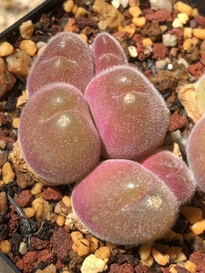 长毛翠滴玉肉锥 翠滴玉