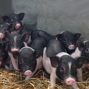 000人付款淘宝巴马小香猪纯种公养殖怀孕母猪小猪仔幼