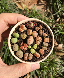 生石花番杏科多肉植物,一物一拍19.9元,奔驰,双头,奇葩.