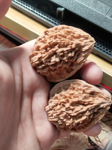 文玩核桃鸭嘴兽