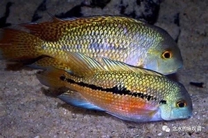 珍珠火口鱼