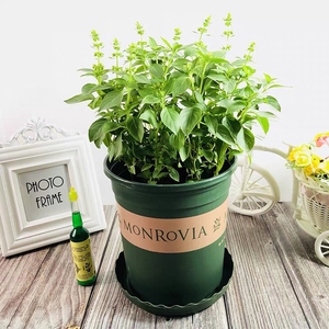 【罗勒】可食用新鲜罗勒盆栽九层塔金不换罗勒叶苗厨房调味植物香