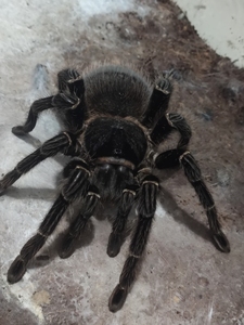 宠物蜘蛛活体所罗门7-8cm