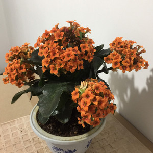 精灵系列长寿花