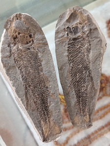 精品句容结核鱼鳞齿鱼对开,完整无修无裂,品相一流,馆藏级,可