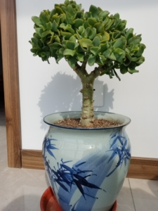 000人付款淘宝玉树,海带花月小苗,特价一元一颗