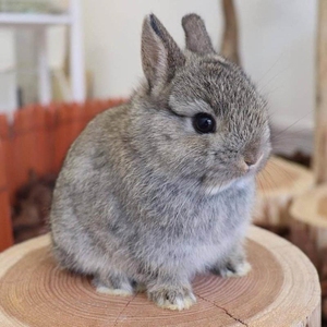 小型金吉拉兔图片